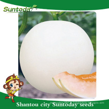 Suntoday Croûte blanche avec hybride végétale orange-rouge F1 Planteuse organique de graines de melon breder japanese (18014)